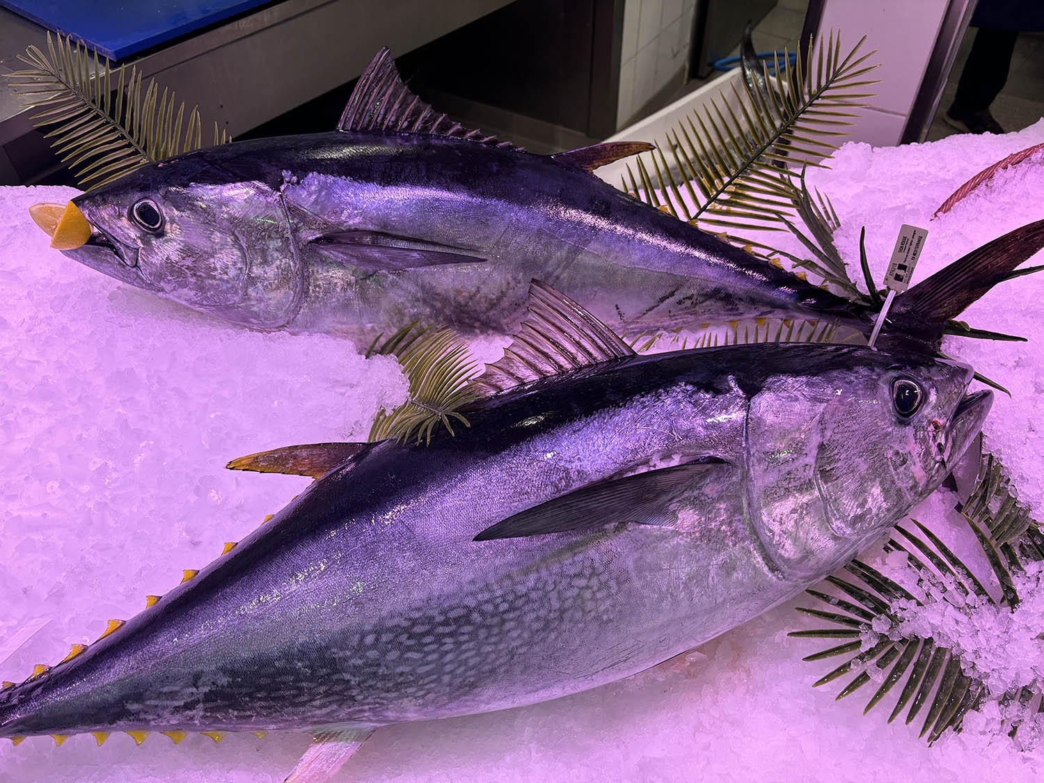 poissonnerie cagnes sur mer-poissonnier saint laurent du var-fruits de mer villeneuve loubet-traiteur la gaude-plateau fruits de mer la colle sur loup-poisson biot