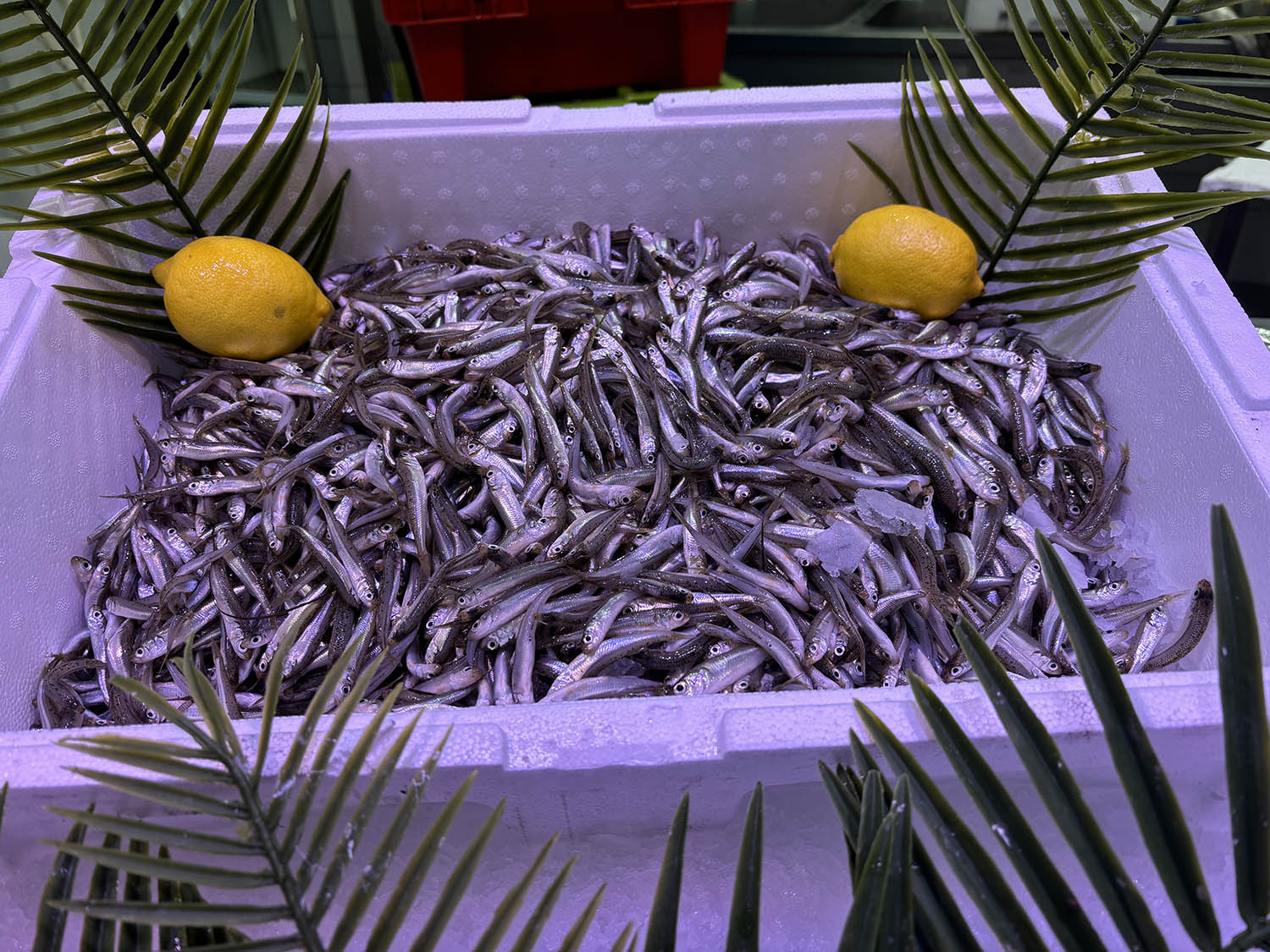 poissonnerie cagnes sur mer-poissonnier saint laurent du var-fruits de mer villeneuve loubet-traiteur la gaude-plateau fruits de mer la colle sur loup-poisson biot